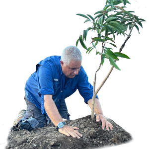 Plantinig and Adopting olive trees in the Galilee